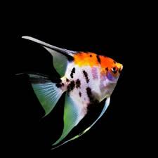 Angel Tri Colour