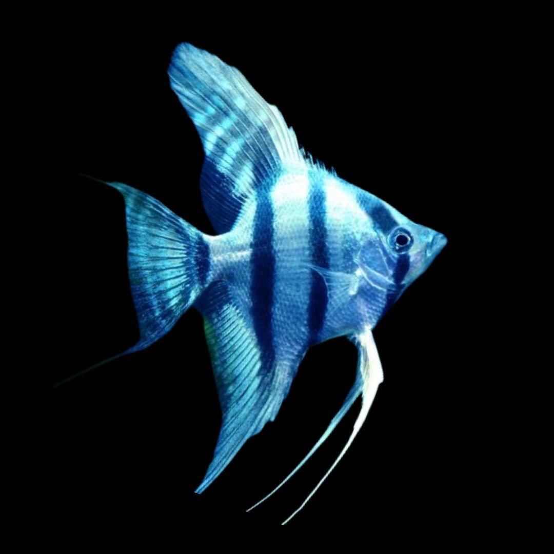 Angel Blue