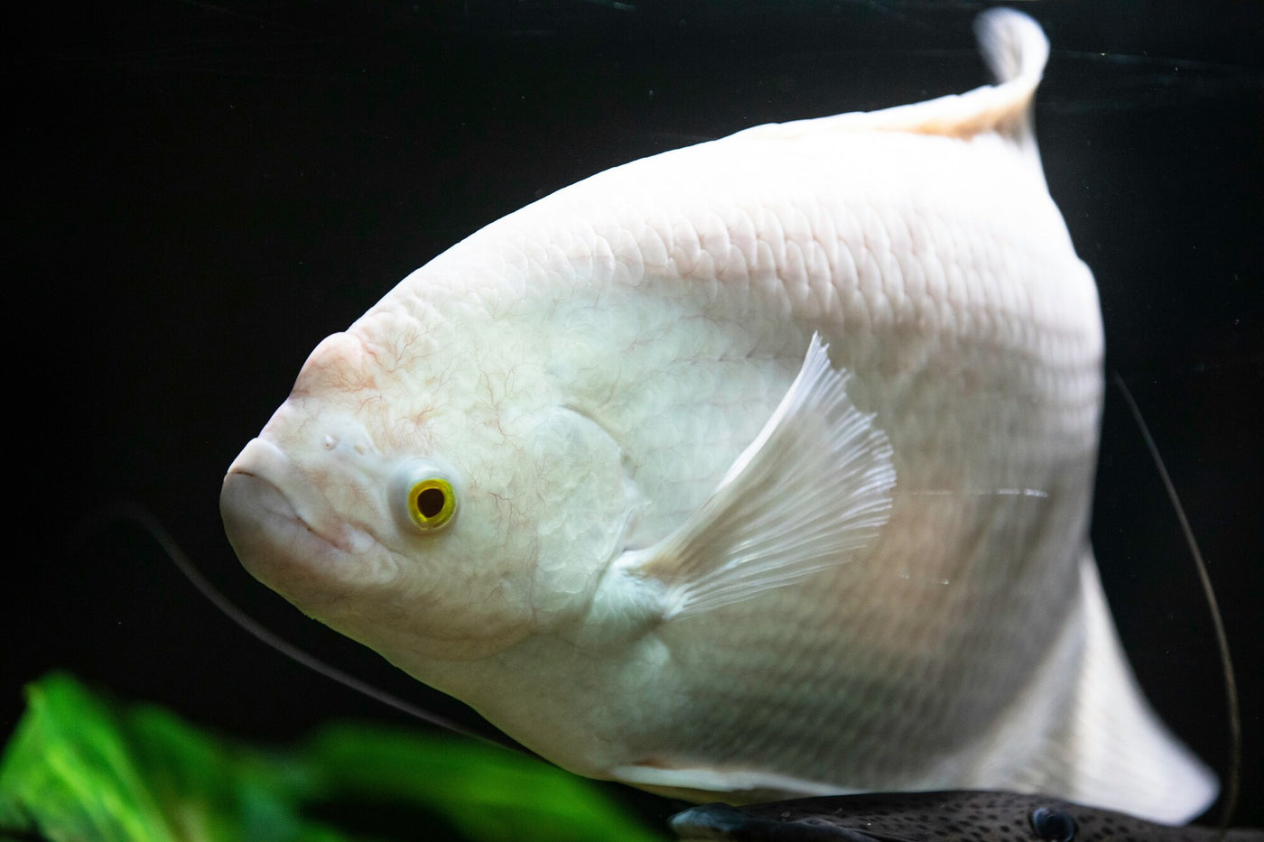 Snow White Discus