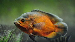 Pigeon Tiger Discus