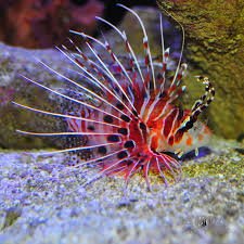 Lionfish & Scorpionfish