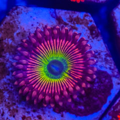 AOI Zoanthid Polyp - Frag