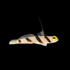 Highfin Banded Goby - Small
