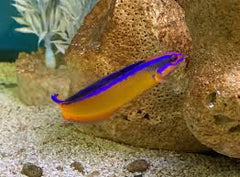 Arabian Neon Pseudochromis Tank Raised - Medium