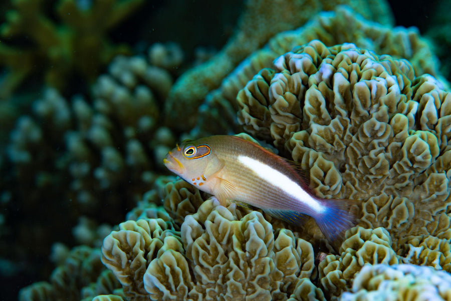 Hawkfish