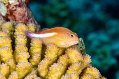 Arc Eye Hawkfish - Small