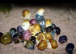 Assorted Apple Snail