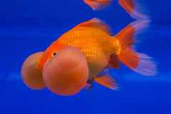 Assorted Bubble Eye Goldfish
