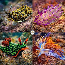 Nudibranchs