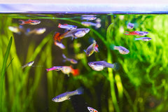 Assorted Fancy Guppy Female