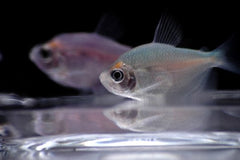 Assorted Fruit Tetra