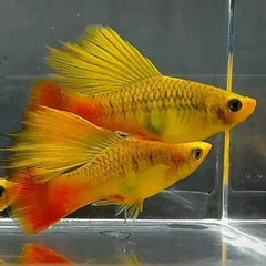 Assorted Highfin Variatus