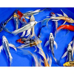 Assorted Koi 3-4"