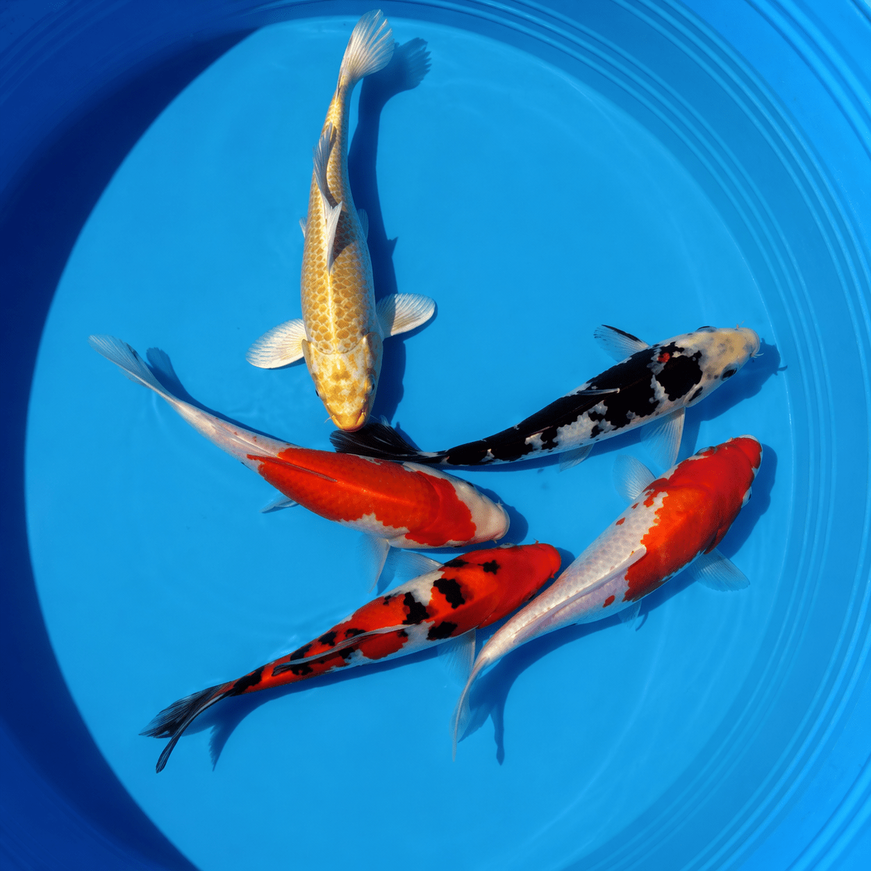 Assorted Koi 3-4"