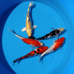 Assorted Koi 3-4"
