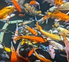 Assorted Koi Selected Grade A
