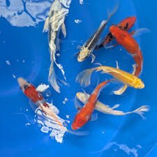 Assorted Long Fin Koi / Butterfly Koi