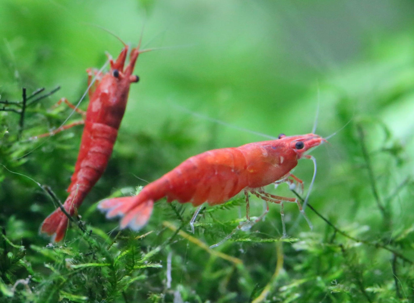 Assorted Neocaridina Dwarf Shrimp