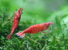 Assorted Neocaridina Dwarf Shrimp
