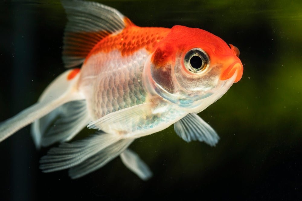 Assorted Oranda Goldfish