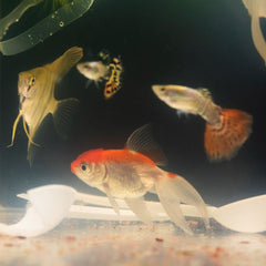Assorted Oranda Goldfish