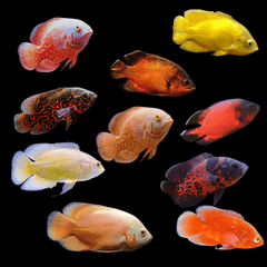 Assorted Oscar