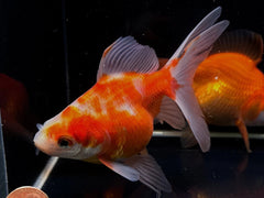 Assorted Ryukin Goldfish