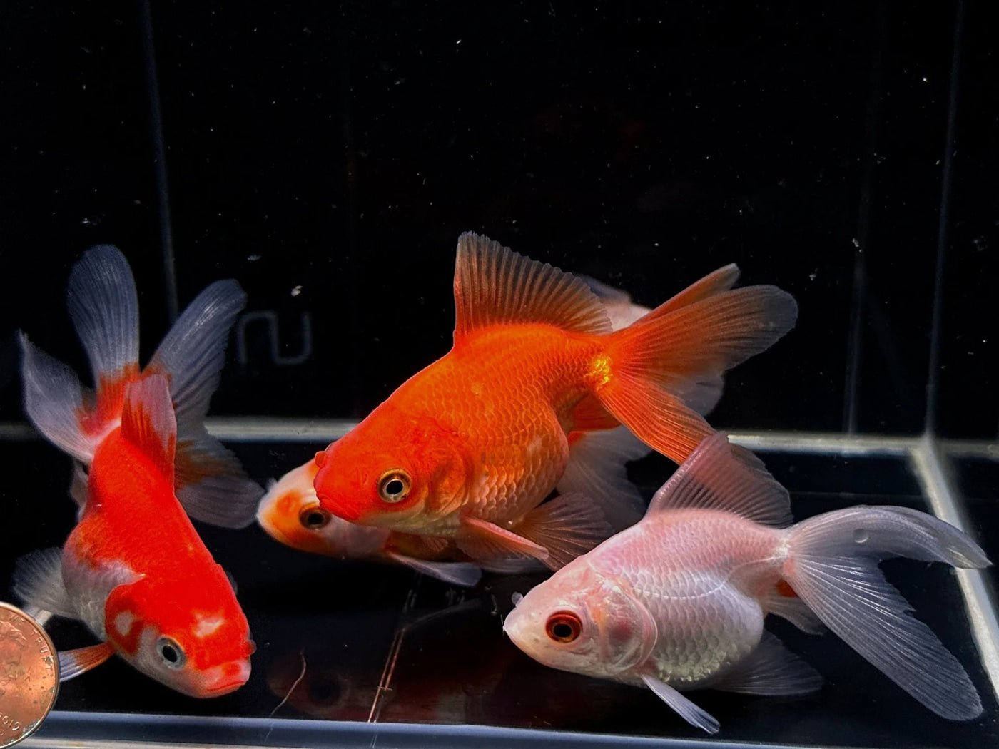 Assorted Ryukin Goldfish