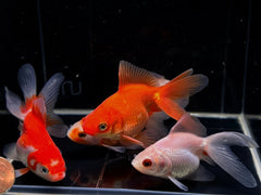 Assorted Ryukin Goldfish