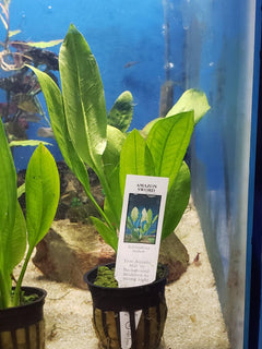 Assorted Sword Plant Potted