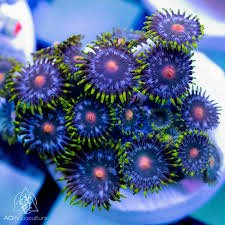 Assorted Zoanthid Polyps Aquacultured - Frag