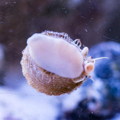Astrea Turbo Snail Atlantic