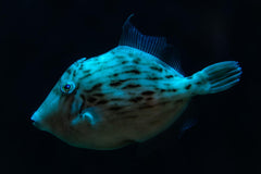 Atlantic Filefish - Medium