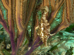 Atlantic Filefish - Small