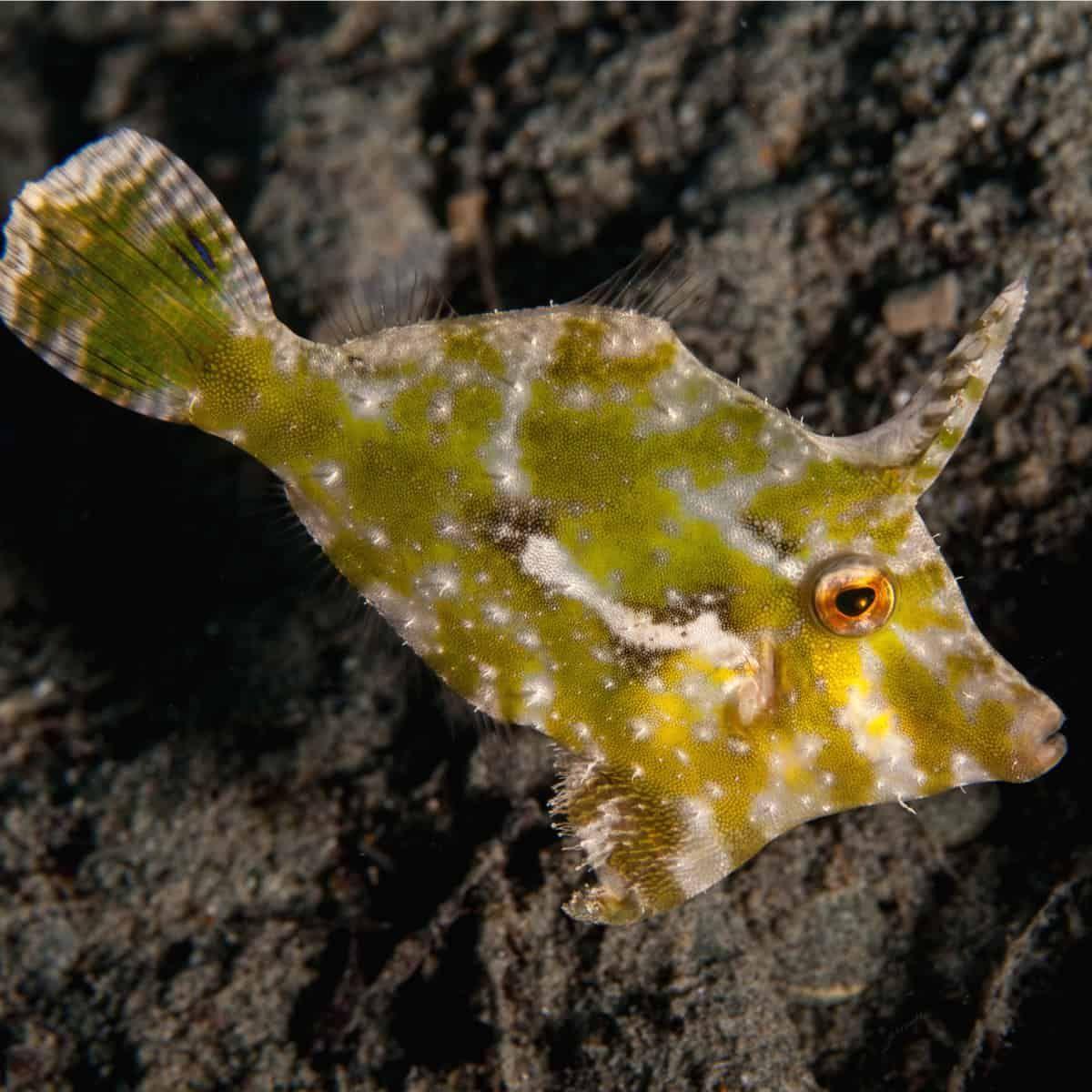Atlantic Filefish - Small