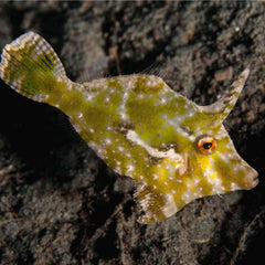 Atlantic Filefish - Small