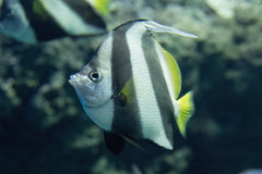 Atlantic Longnose Butterfly - Medium