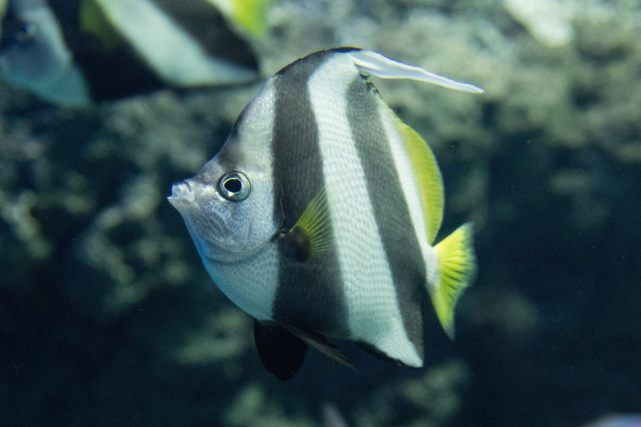 Butterflyfish