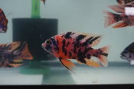 Aulonocara Ob Peacock Super Red Super Red