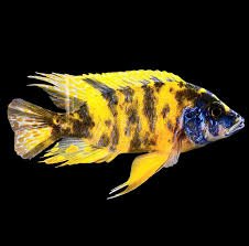 Aulonocara Ob Peacock Yellow