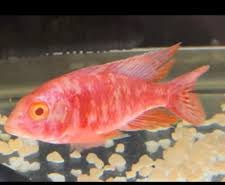 Aulonocara SP Rubencens Or Red Peacock SP Albino