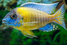 Aulonocara Steveni Blue Neon
