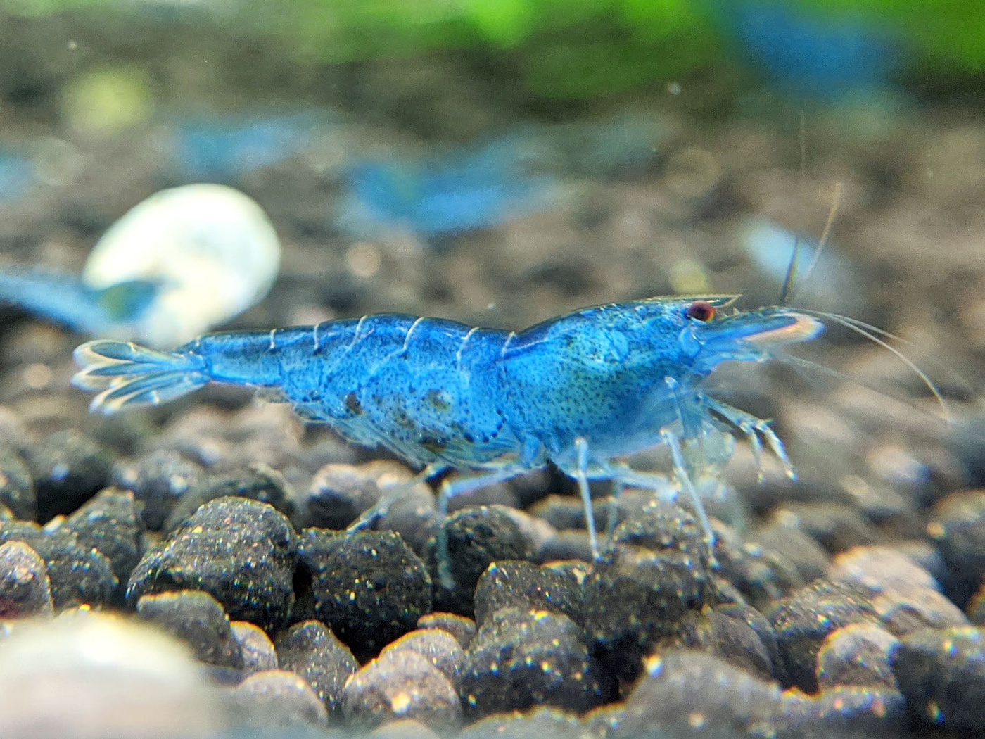 Aura Blue Shrimp