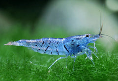 Aura Blue Shrimp