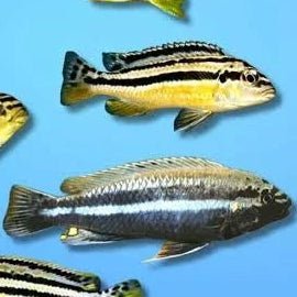 Auratus Malawi Cichlid