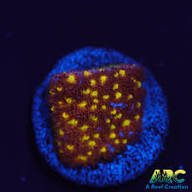 Autumn Harvest Psammocora Coral - Frag