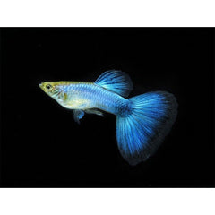 Guppy Green Scissor Tail