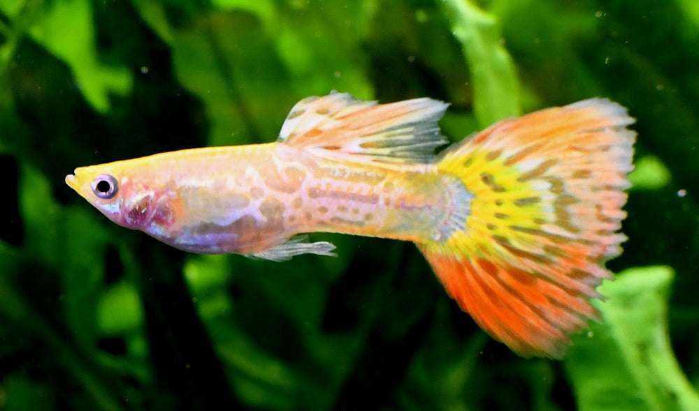 Pineapple Cobra Guppy Male