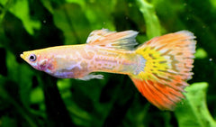 Pineapple Cobra Guppy Male