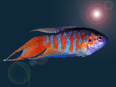 Gourami Blue Paradise